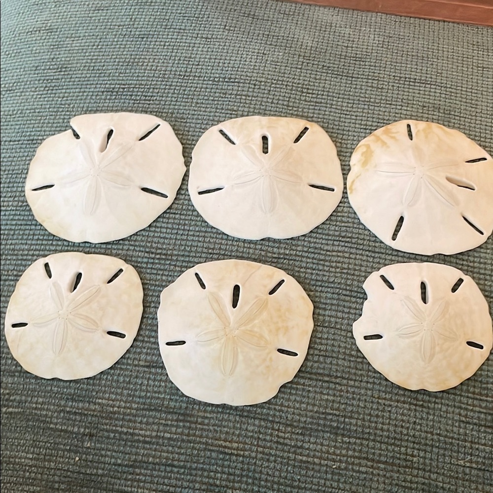 Natural Sand Dollar Decor Set